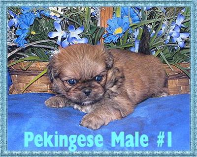 Pekingese Puppies for Sale